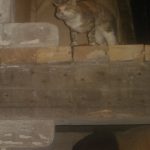 dsc07248_23525061568_o