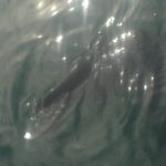dsc07334_37329446466_o